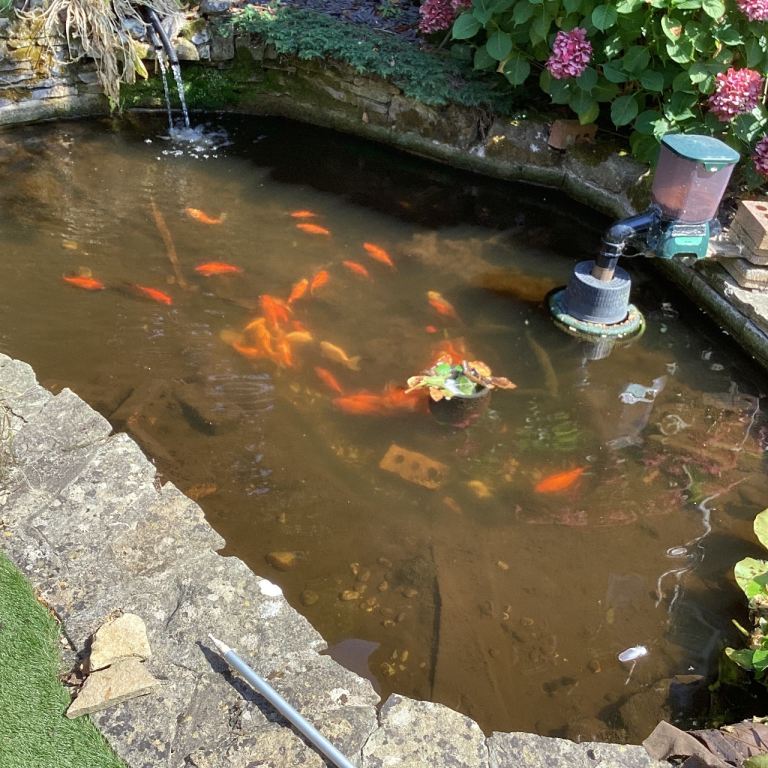 Goldfish for a pond 