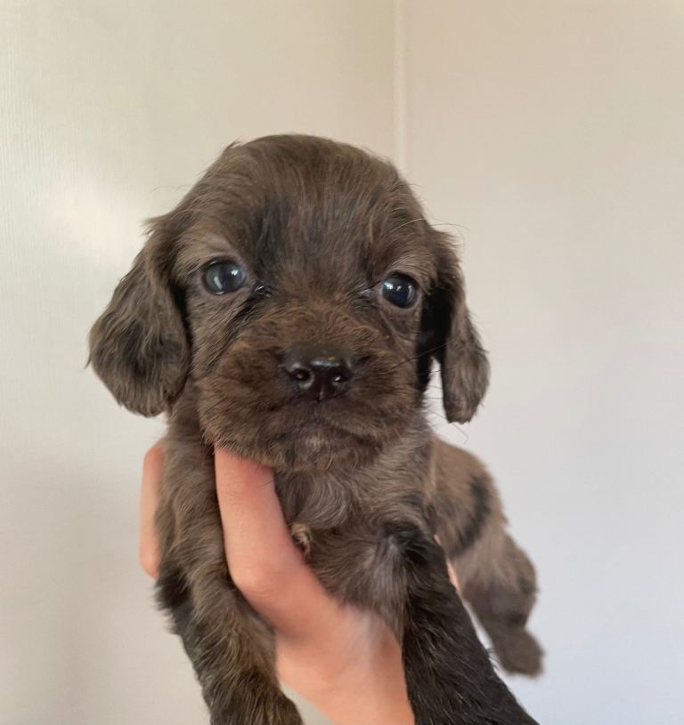 Cocker spaniel puppys