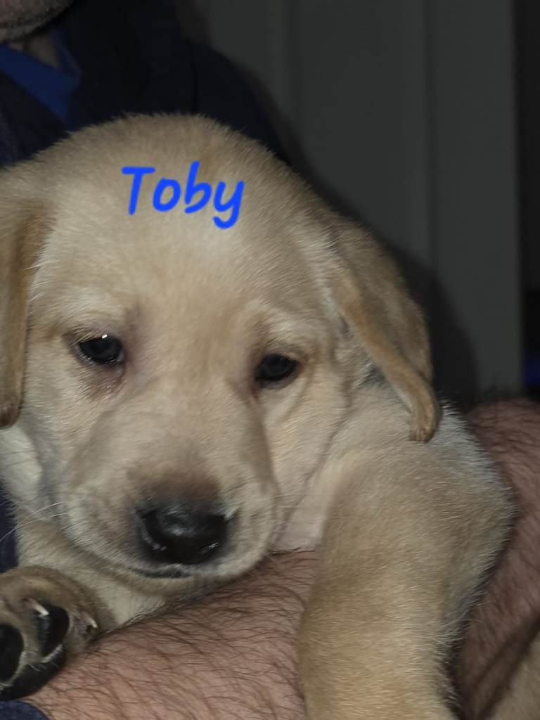 Labrador Retriever Puppies