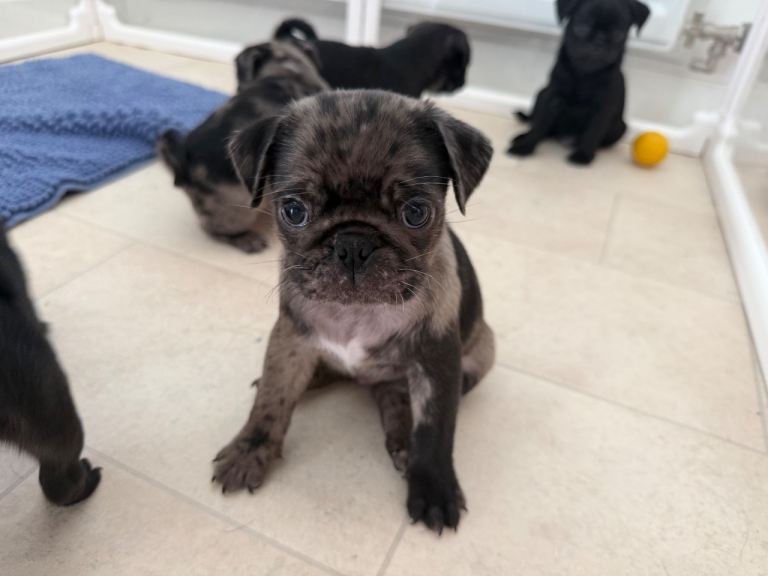 Pug puppy 