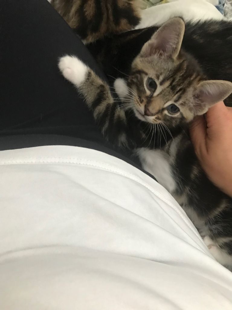 Adorable Tabby Kitten Ready for a Loving Home
