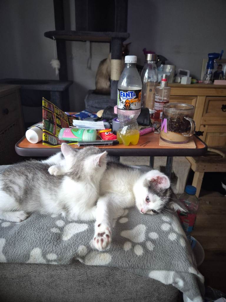2 felmale kittens 
