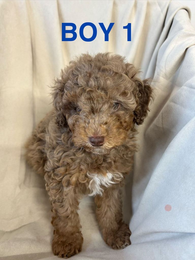 Pure Poodle Puppies 