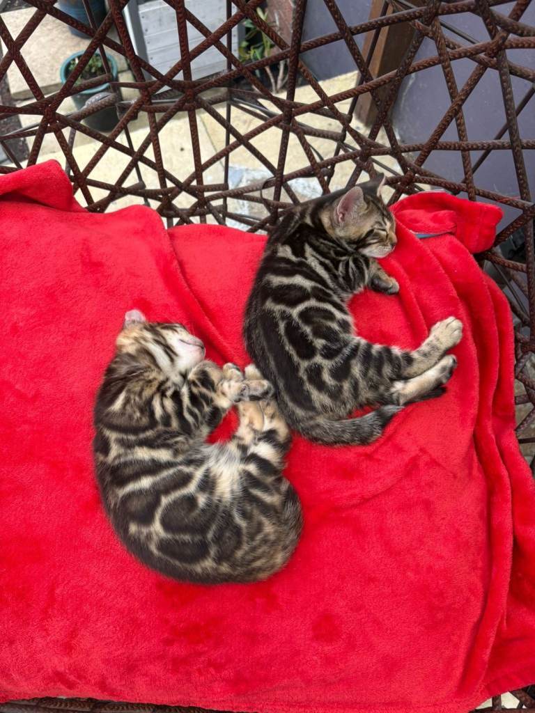 Absolutely Beautiful Bengal Kittens