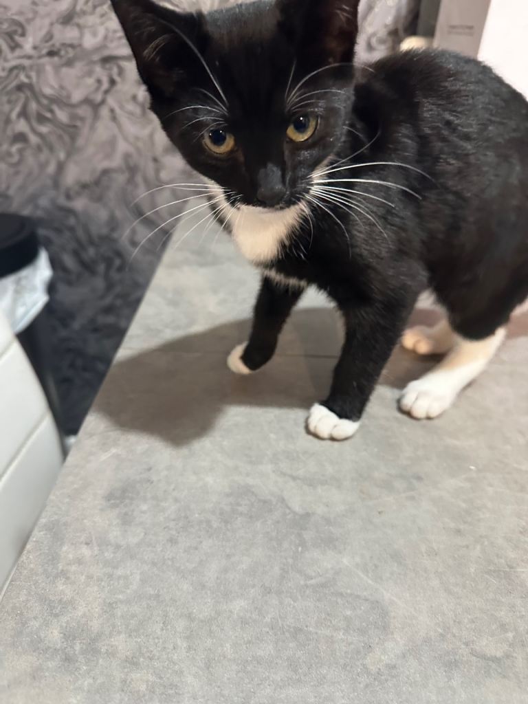Lovely Black and White Kittens