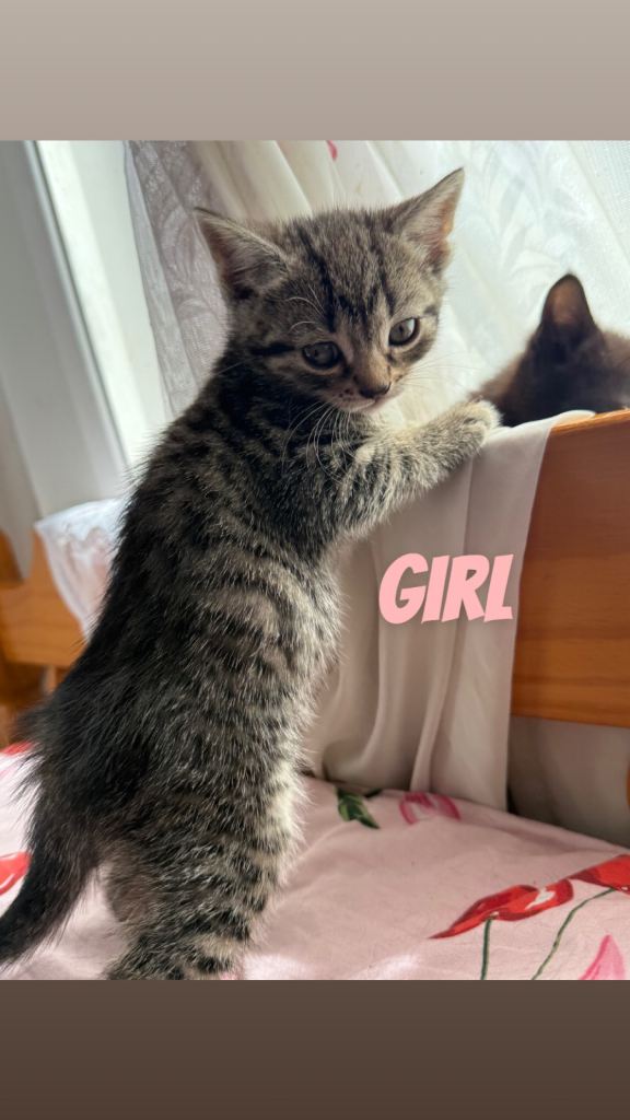 3 Cute kittens ready Now
