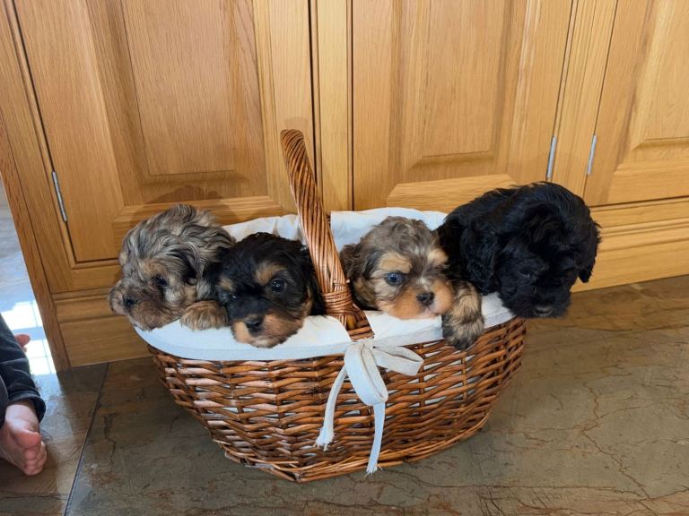 Adorable Cavapoo puppies for sale 