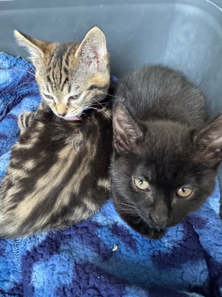 Two beautiful kitties looking for a cozy lovely home