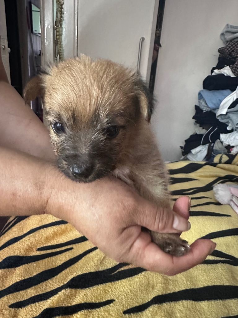Yorkshire Terrier x Jack Russell 