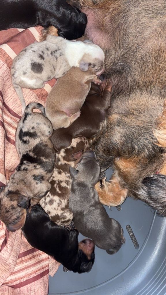 Dachshund puppies for sale 
