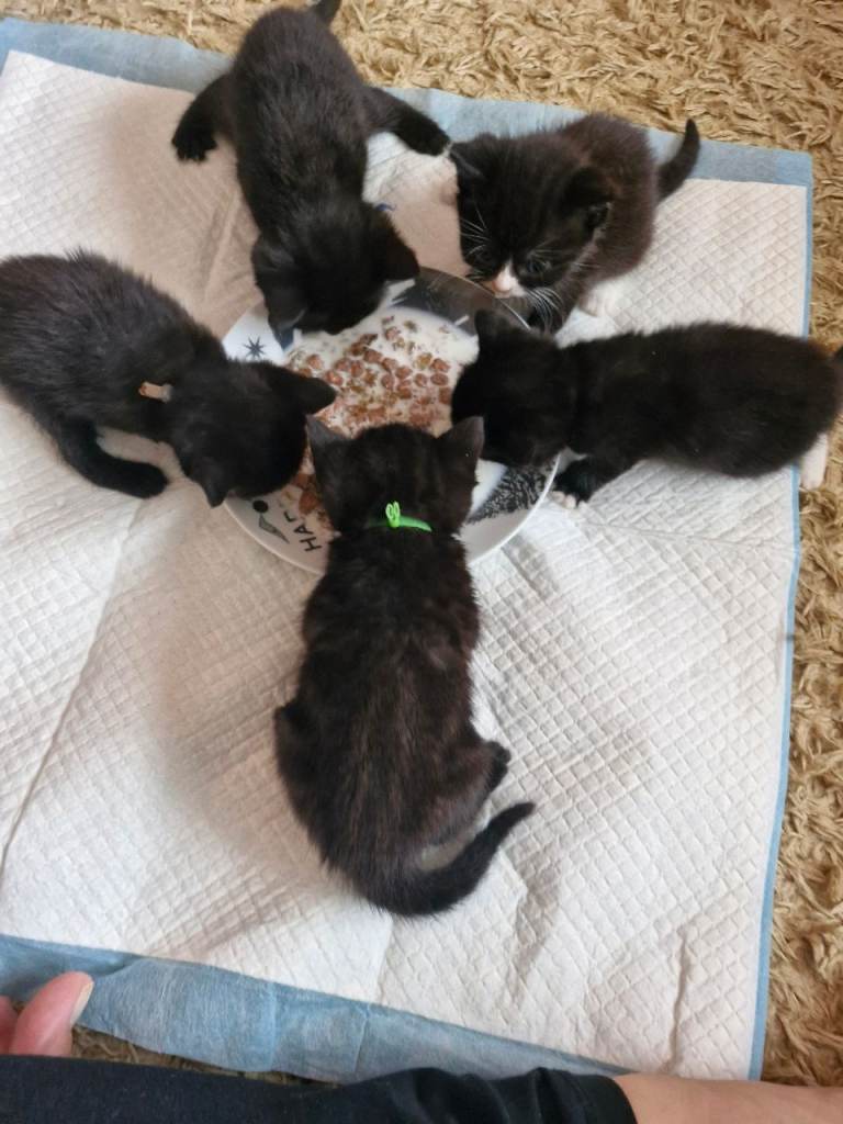 British Short Haired kittens 3 boys 3 girls