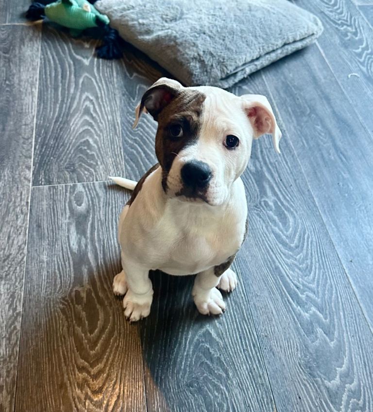 One American Bulldog GIRL puppy available 11 weeks old