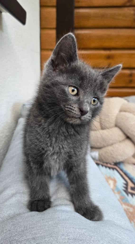 Russian blue and Turkish angora 