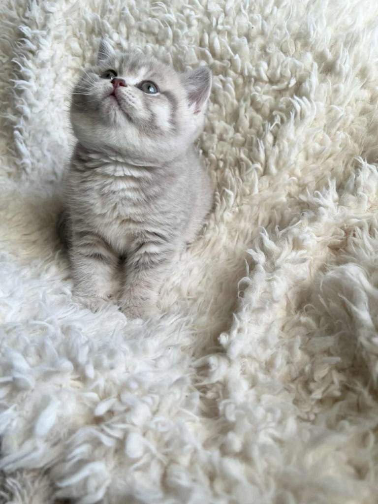 British shorthair kittens for sale 