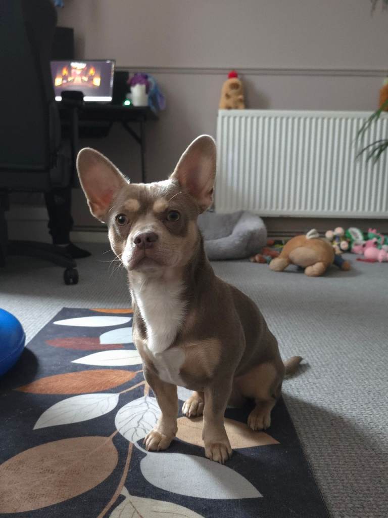 French bulldog cross chihuahua 