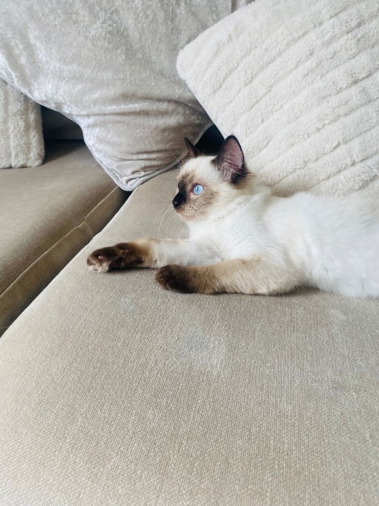 Ragdoll kitten (unregistered)