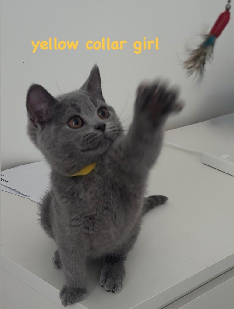 REDUCED ! Gorgeous British Shorthairs