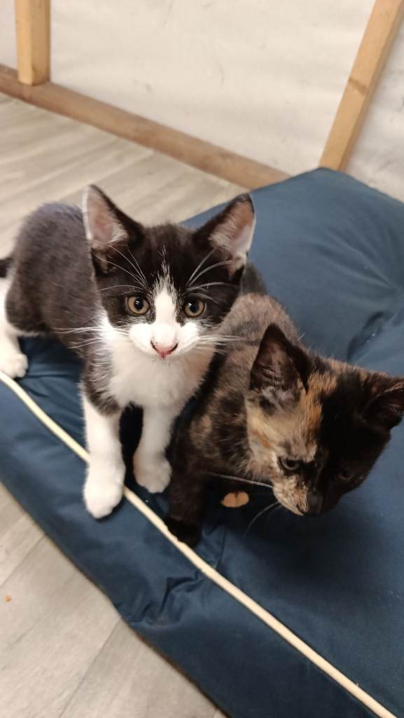 6 kittens for sale. 1 girl, 5 boys.