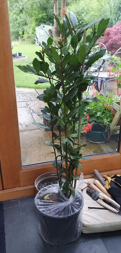 Bay Tree Spiral Stem in a 21cm Pot and 70-80cm High