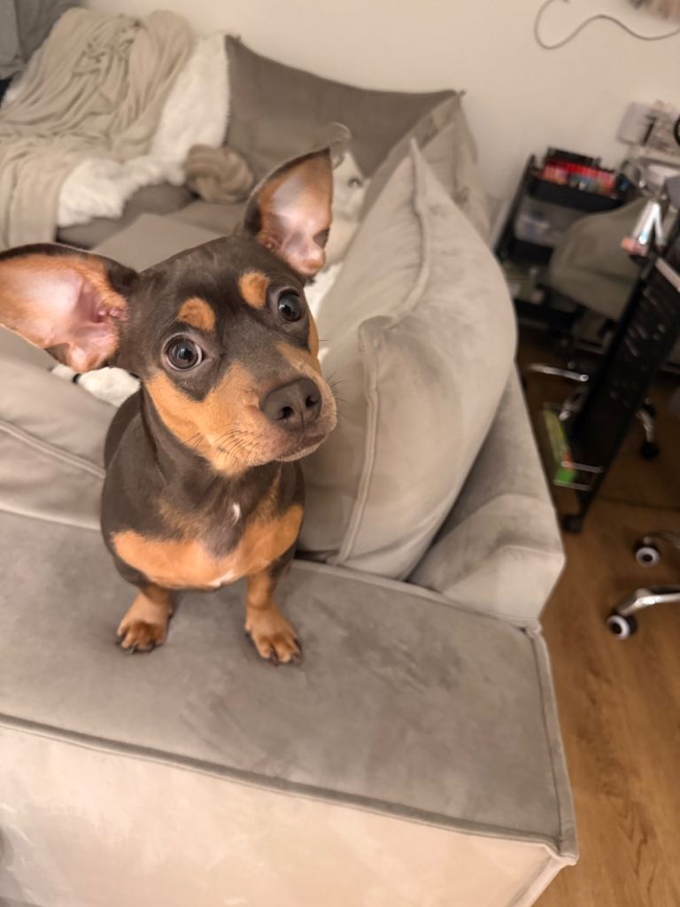 beautiful minature dachshund puppy for sale