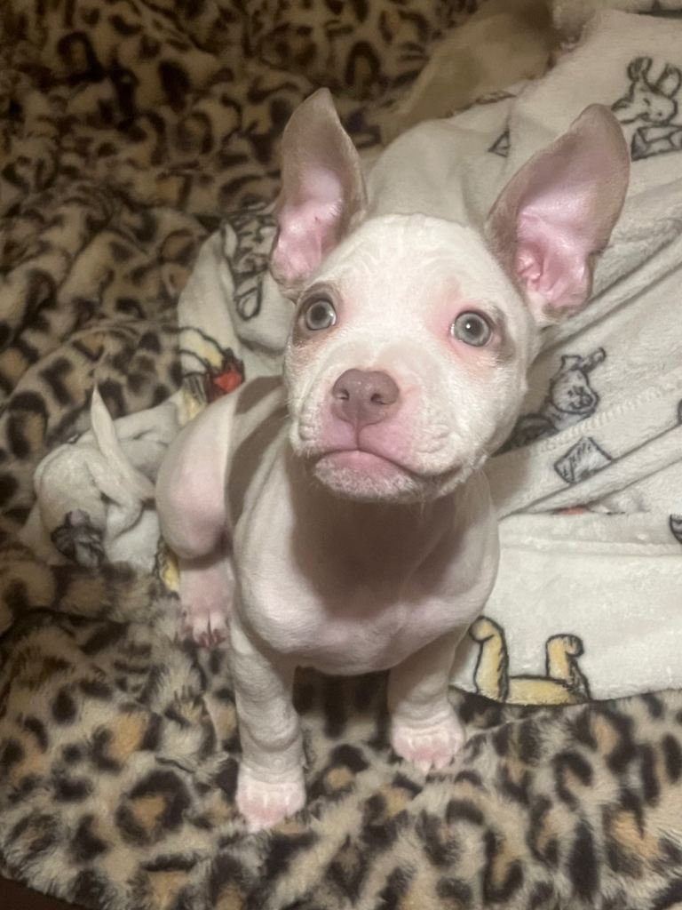 pocket bully cross frenchie puppies 
