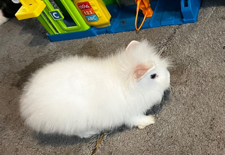 Baby rabbits 