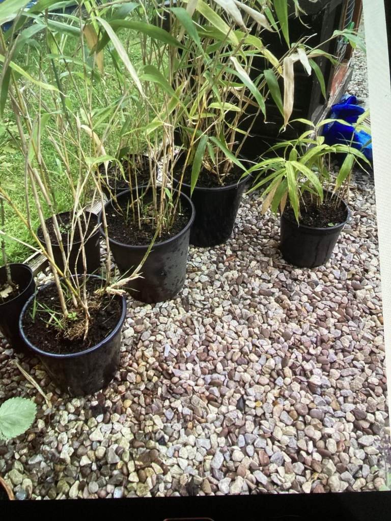 Mixed sized bamboo Fargarsia collection only