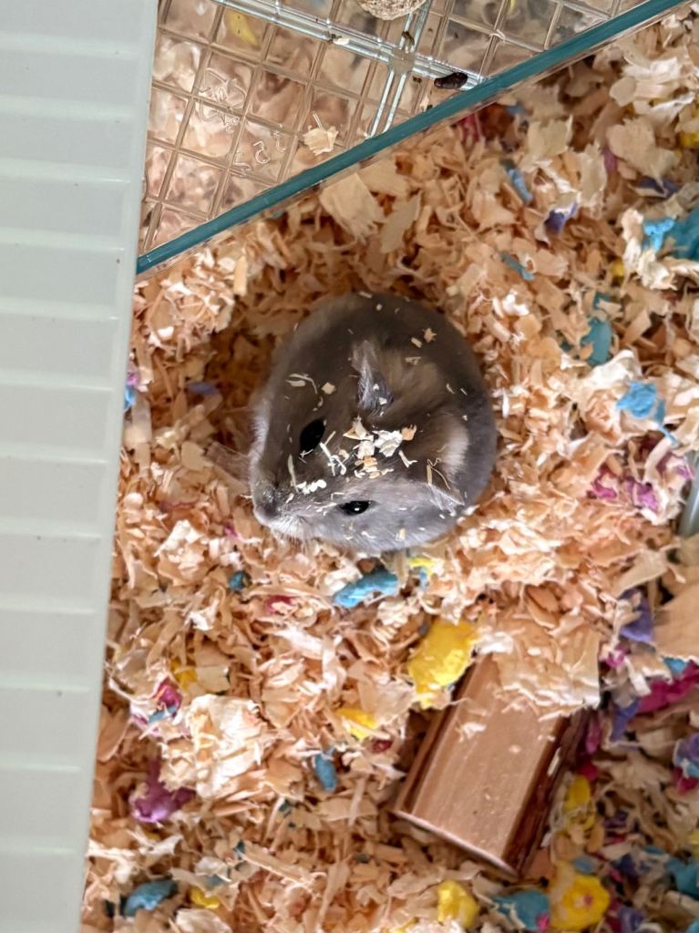 Female Dwarf Hamster – Cage & Accessories Included