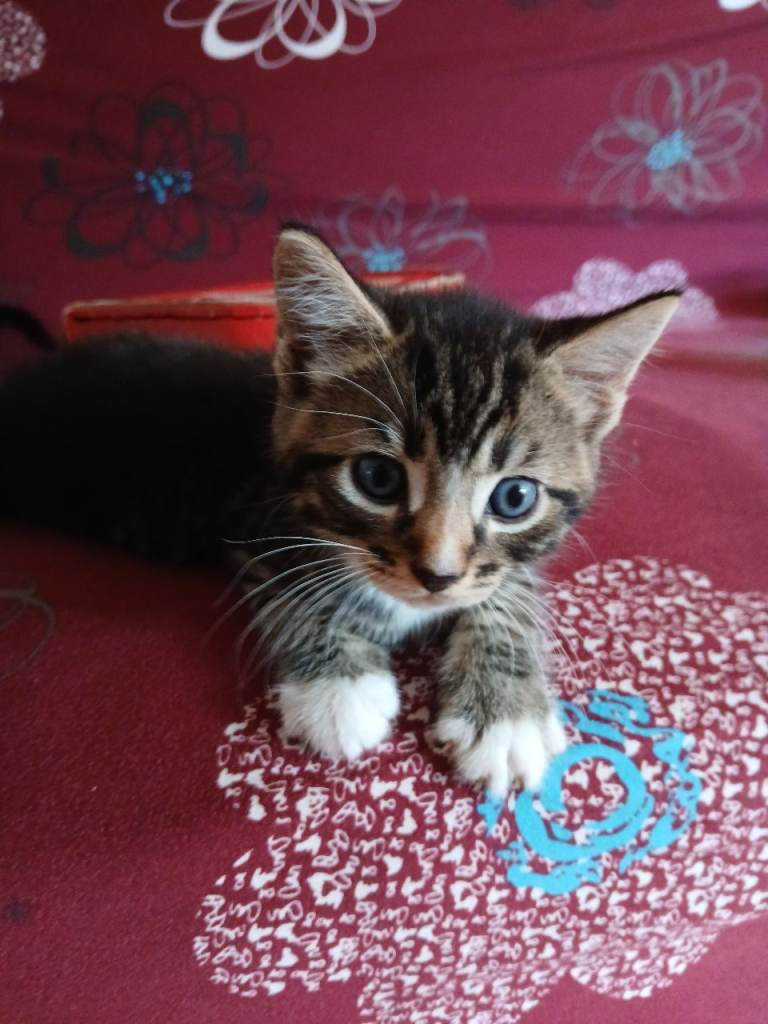 Gorgeous kittens