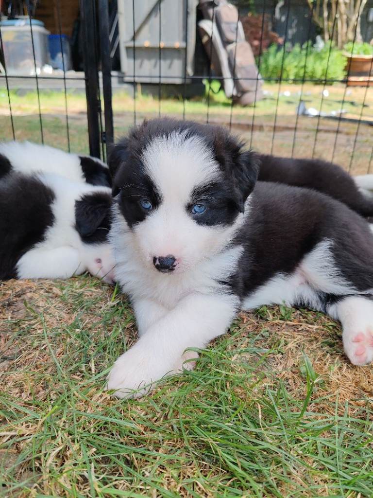BORDER COLLIE/HUSKY CROSS PUPPIES FOR SALE 