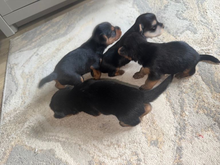 Yorkie pups 