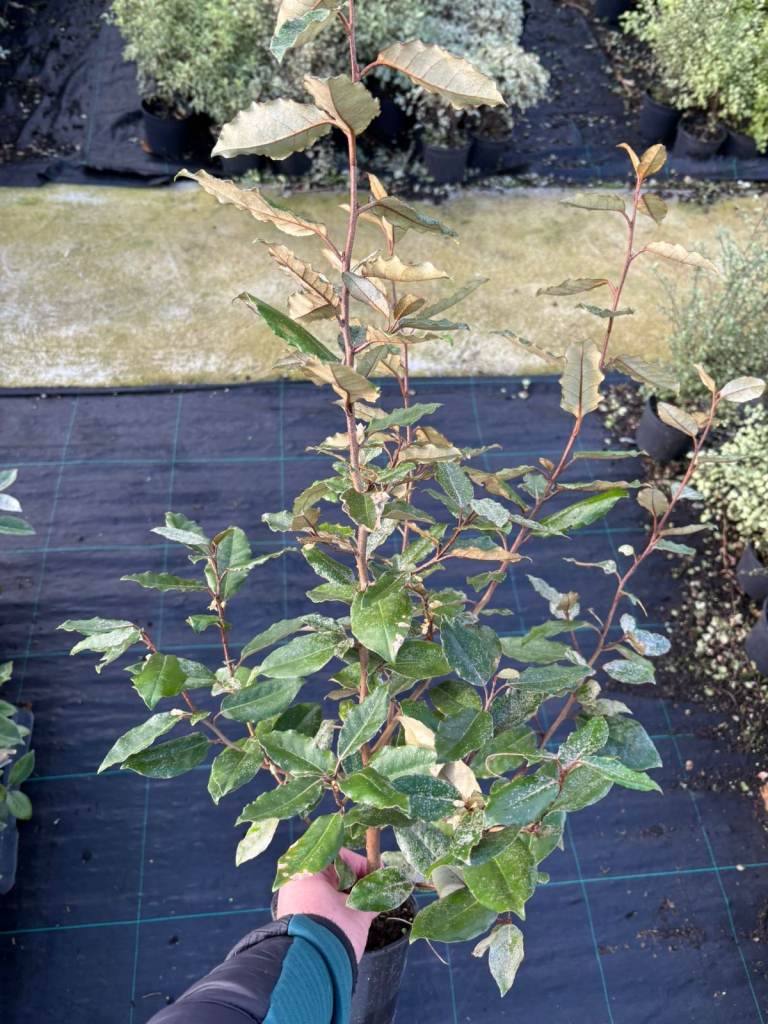 Elaeagnus 2-3ft - Coastal Hedging