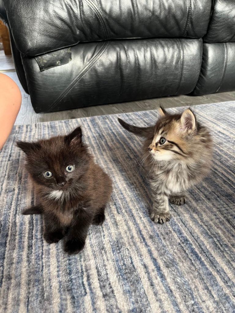 Kittens