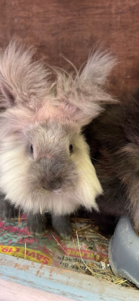 Netherland dwarf x mini lop babies 
