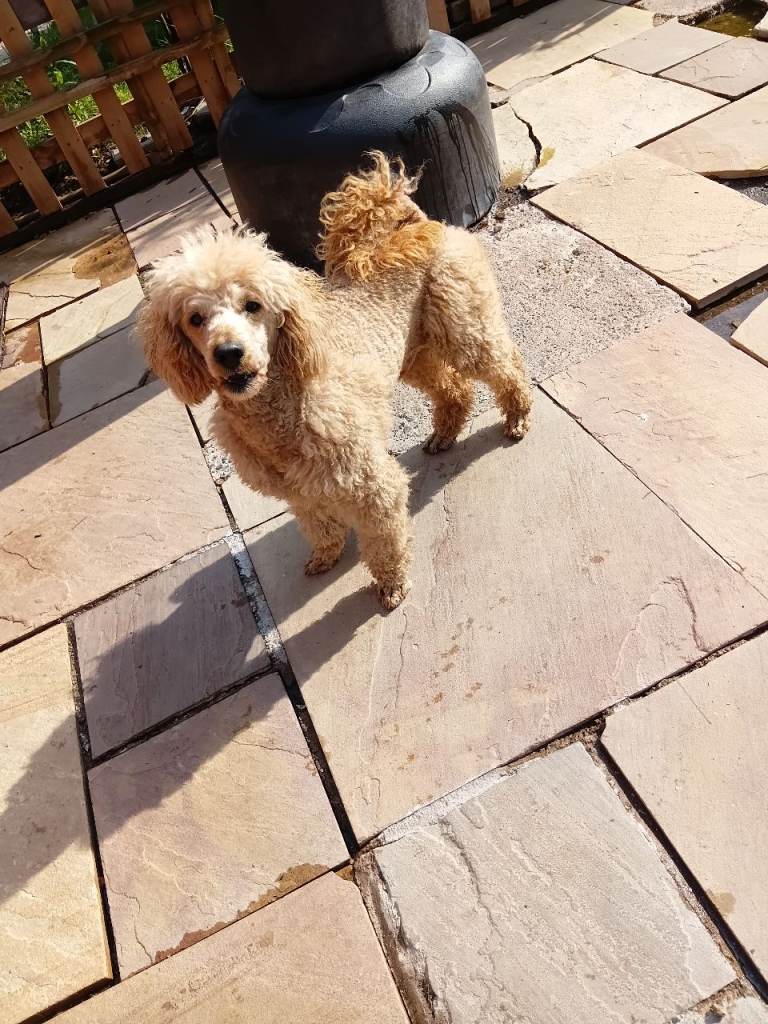 Mini poodle