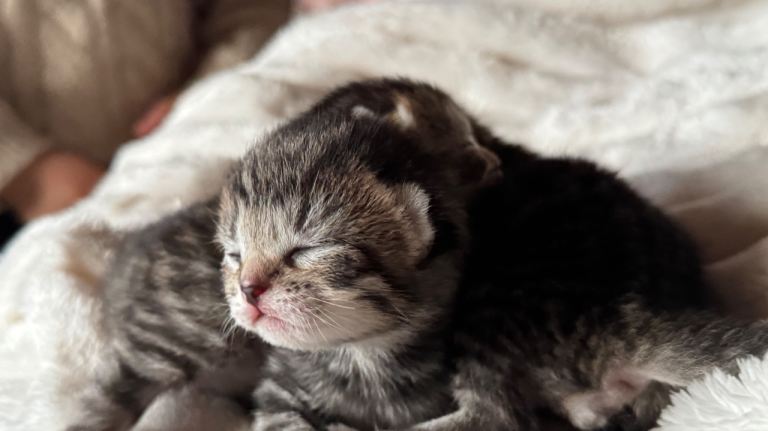 Tabby Kittens ready to go beginning of April