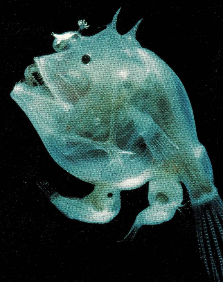 19 Framed original Book Print of AN ANGLER FISH