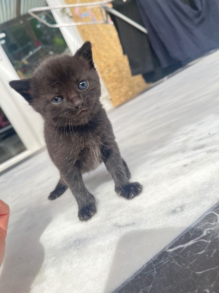 Kittens 