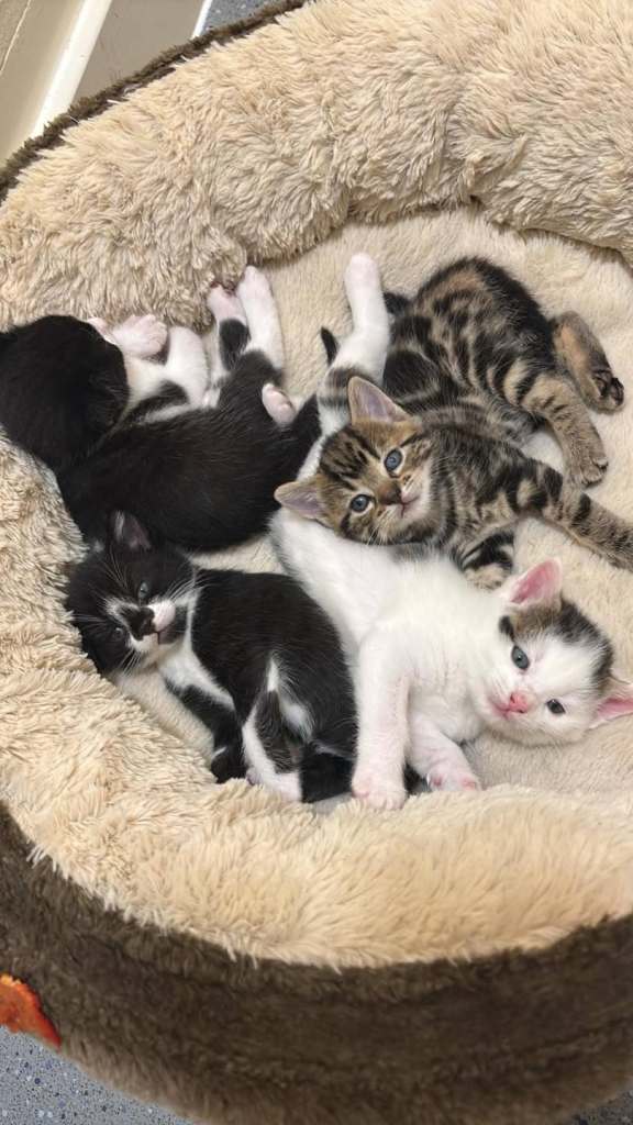 2 male tuxedo kittens