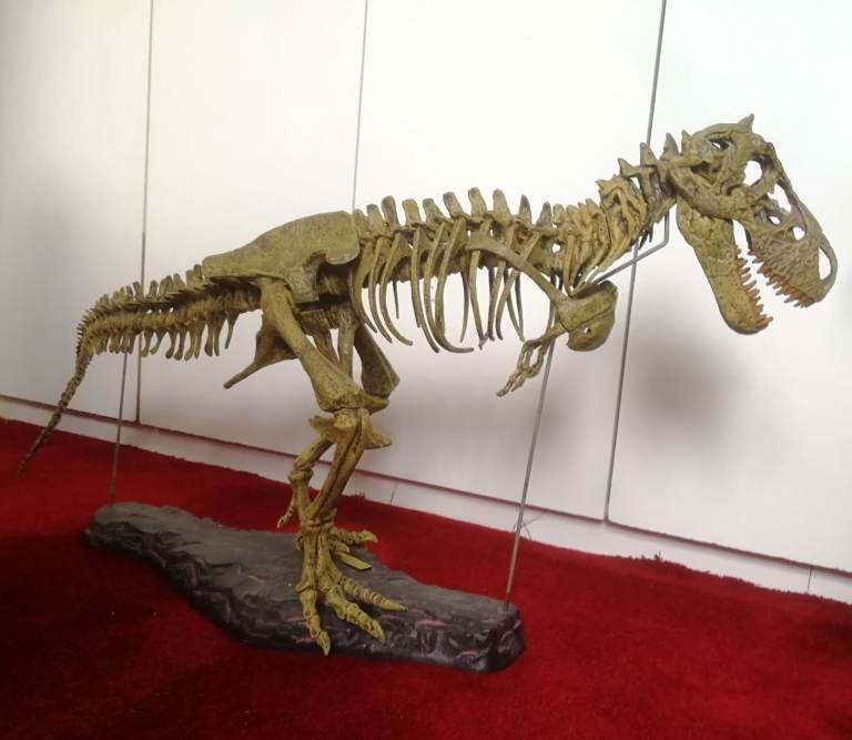 T-REX SKELETON 45"long Dinosaur Model kit 1/10 Scale Building STEM by B.C. Bones