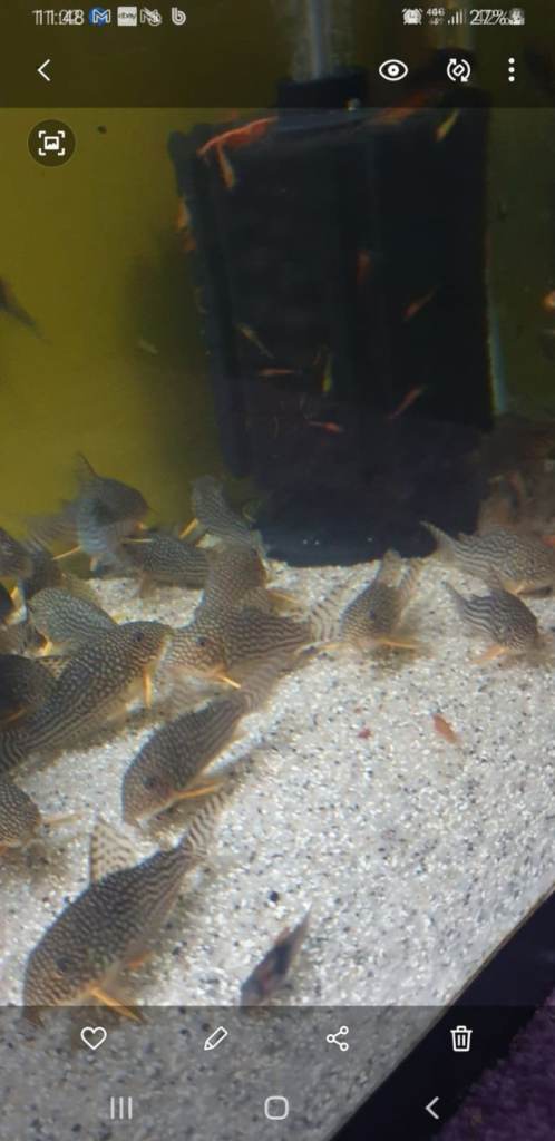 Tropical fish, pleco,mollies, swordtail, corydoras, parrot, shrimps and guppies 