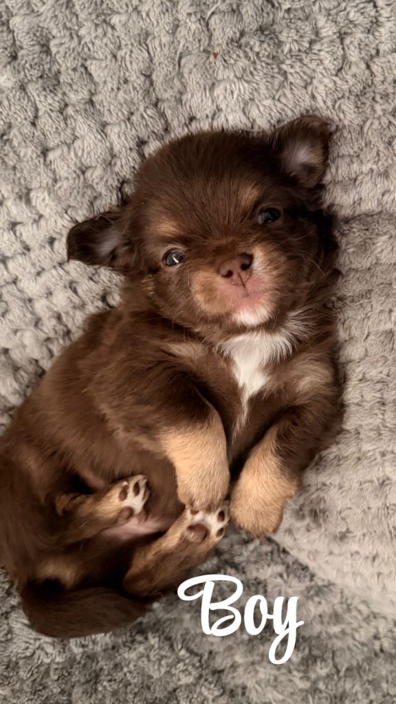 longhair chihuahua puppy’s 
