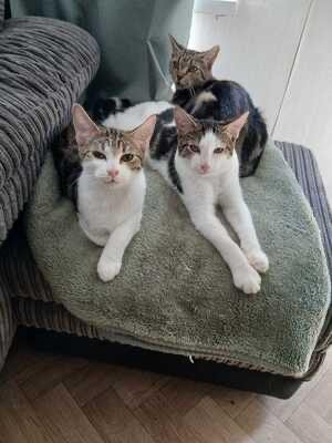 2 male 5month old cats for adoption 