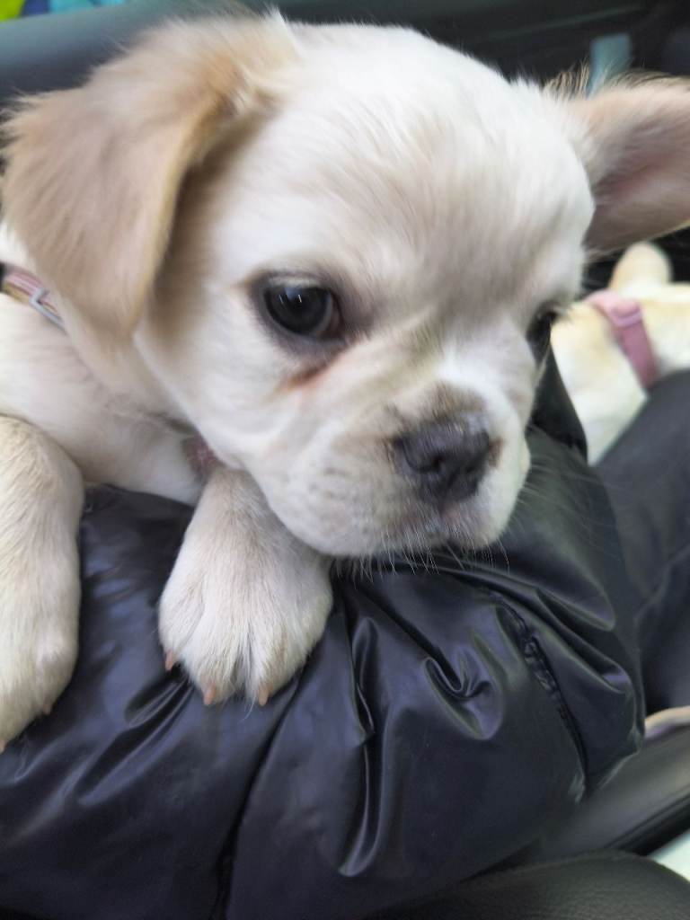 French bulldog puppies 