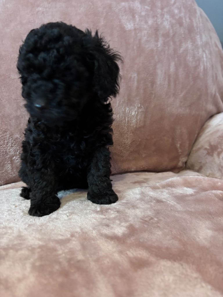 Stunning toy poodle puppys