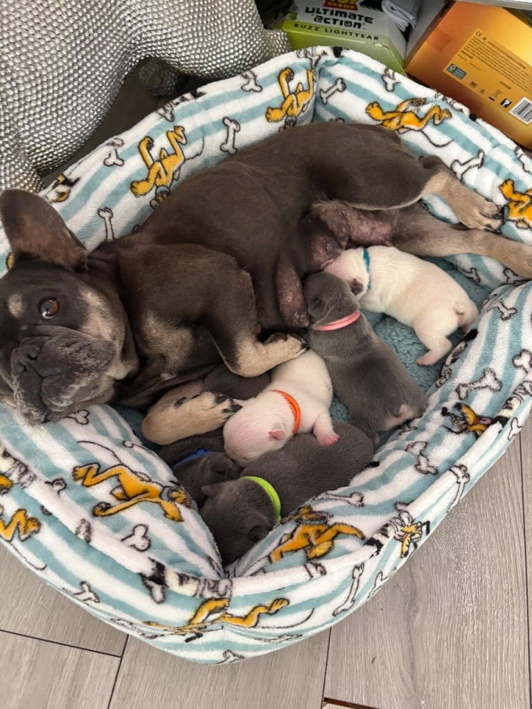 Kc French bulldog puppies