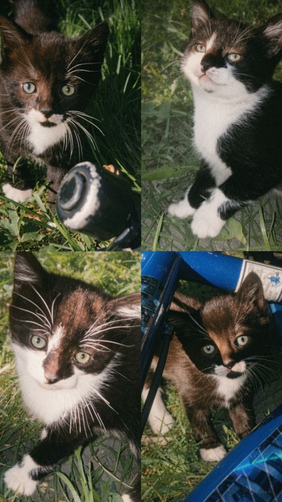 Kitten 