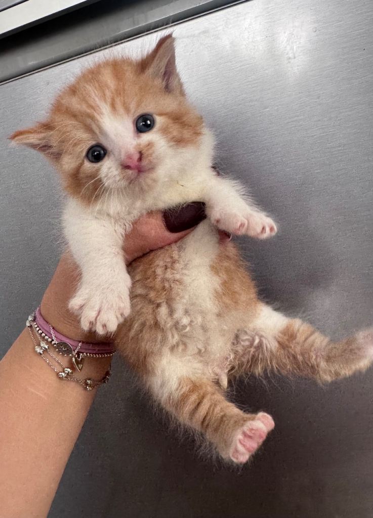 Kitten 