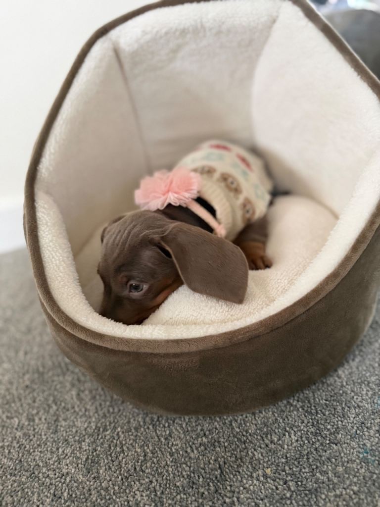 Beautiful mini Dachshund