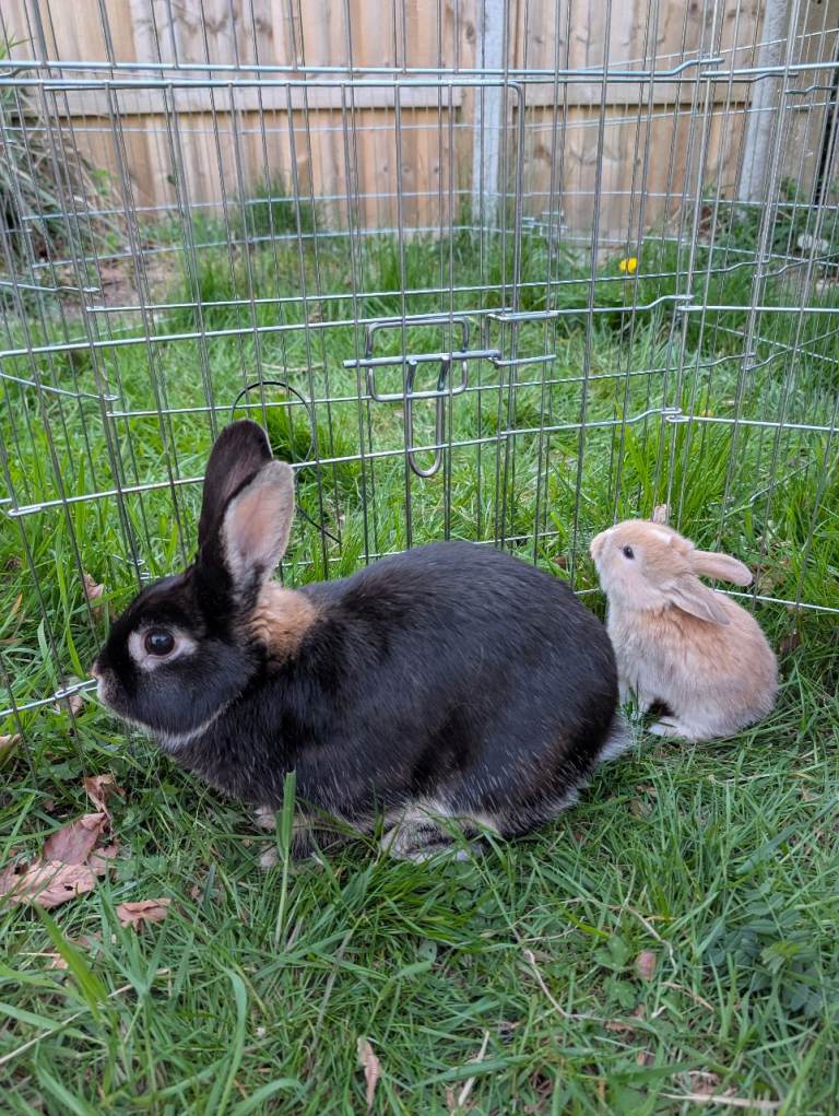 URGENT! Pair of Dwarf Lop Ear Rabbits FOR SALE with hutch and equipment